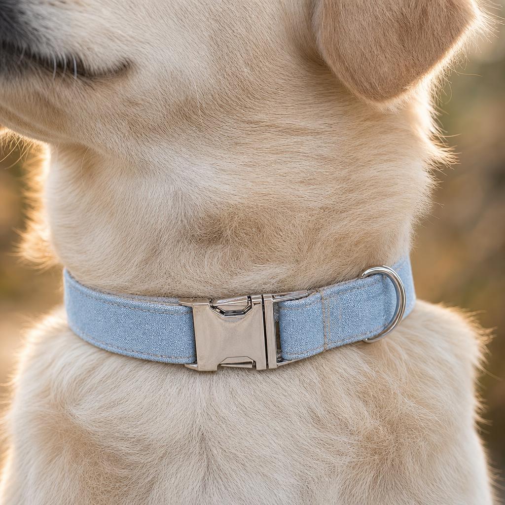 Close up of dog wearing Blue Denim collar