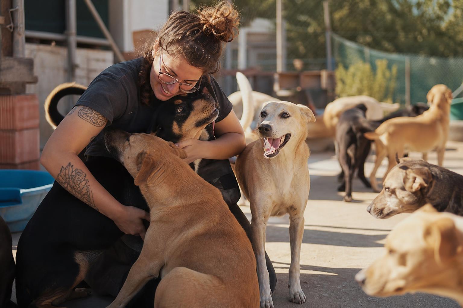 Volunteer helping shelter dogs
