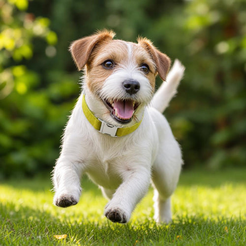 Dog wearing DoggyCollar Lime Green
