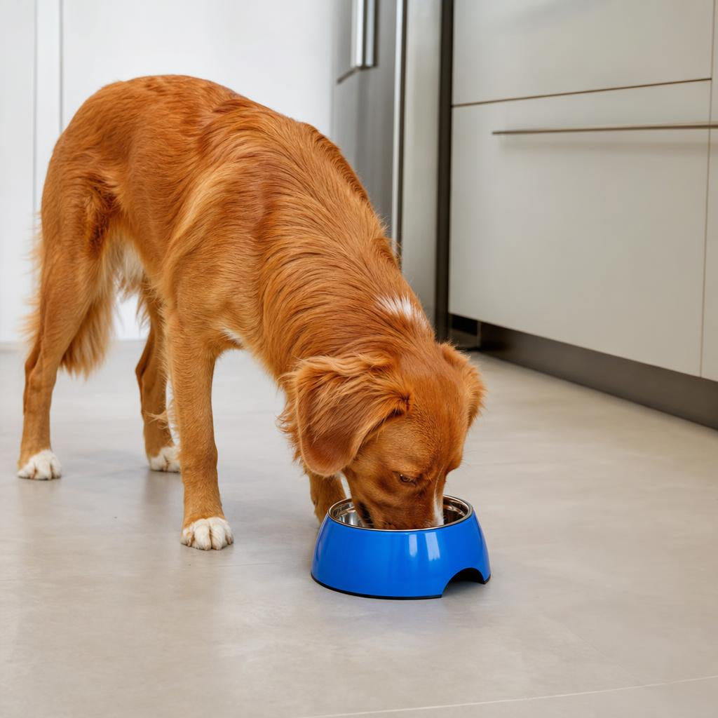Dog eating from Doggy Plate Non-Slip